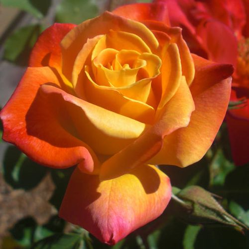 E-commerce, vendita, rose, in, vaso rose climber - arancione - Rosa Joseph's Coat - rosa mediamente profumata - David L. Armstrong - ,-